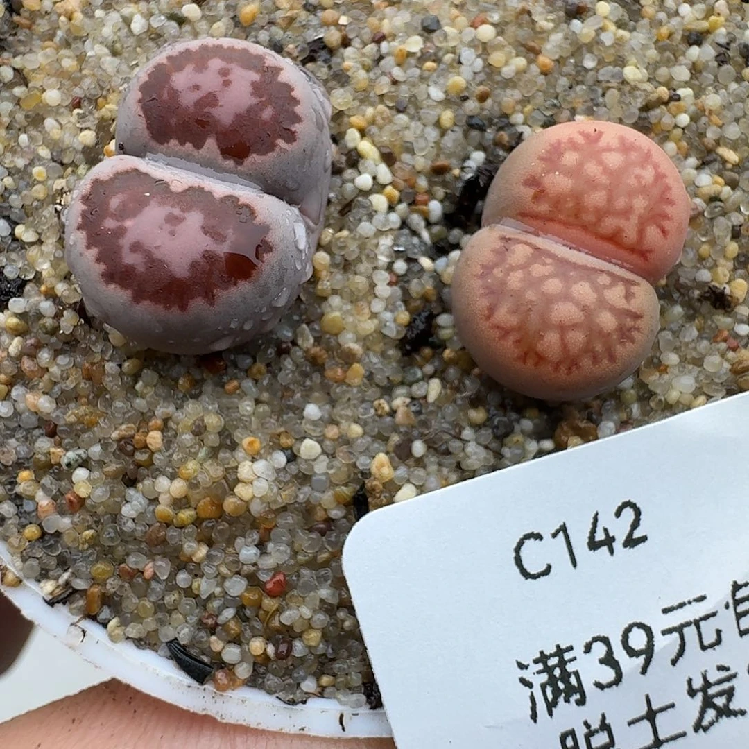 142多肉哈哈哈哈哈哈哈哈哈哈
