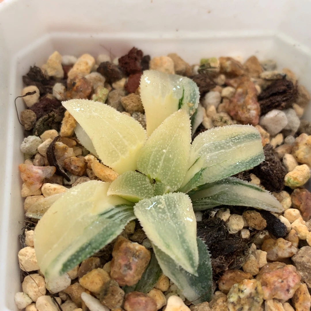 磨面寿锦，带盆一起