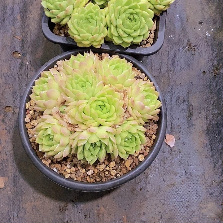 L***吖梦露西多肉植物老桩