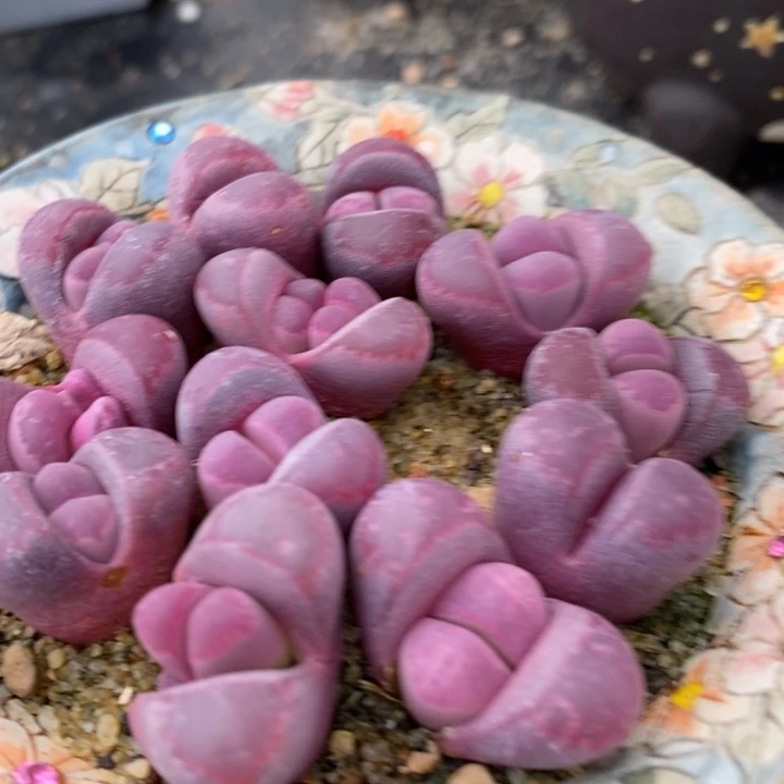 红大内1颗红大内