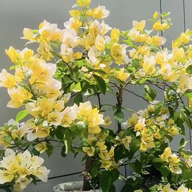 苏瓦娜三角梅盆栽庭院阳台爆花强花卉新手易养护