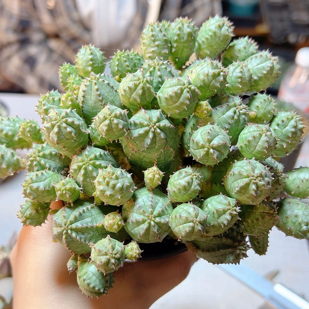 自根子出根布纹球11公分