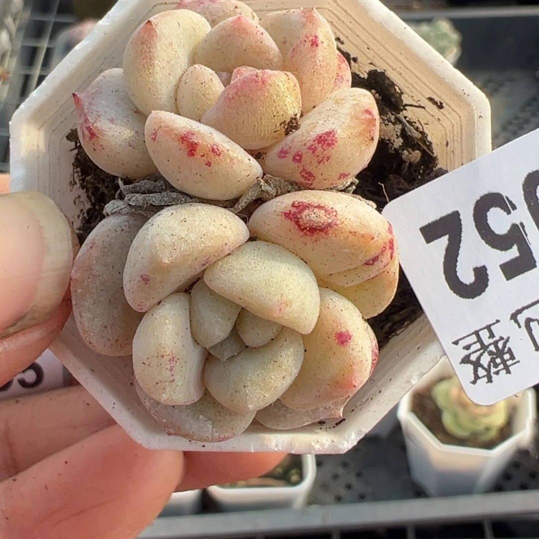 小卡拉米糖心一物一拍20-52