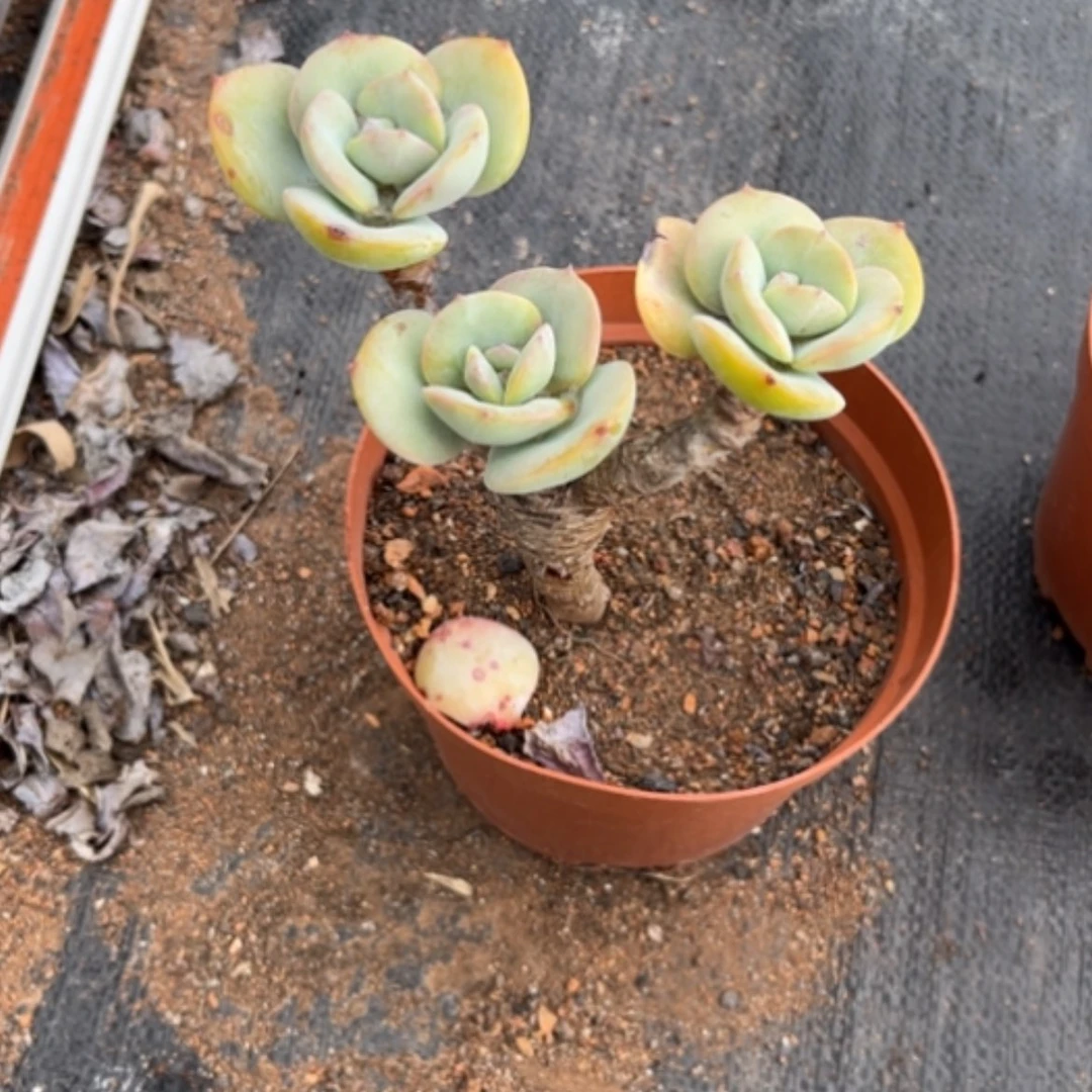 【闪购商品】晓**7白凤