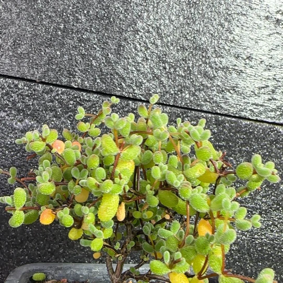 dy0403翡翠福利直杆
