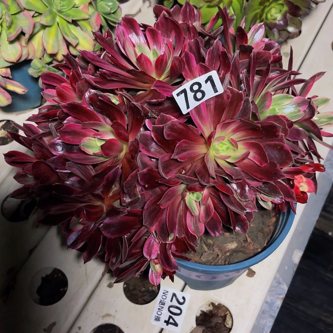 法师法师7/6包邮法师