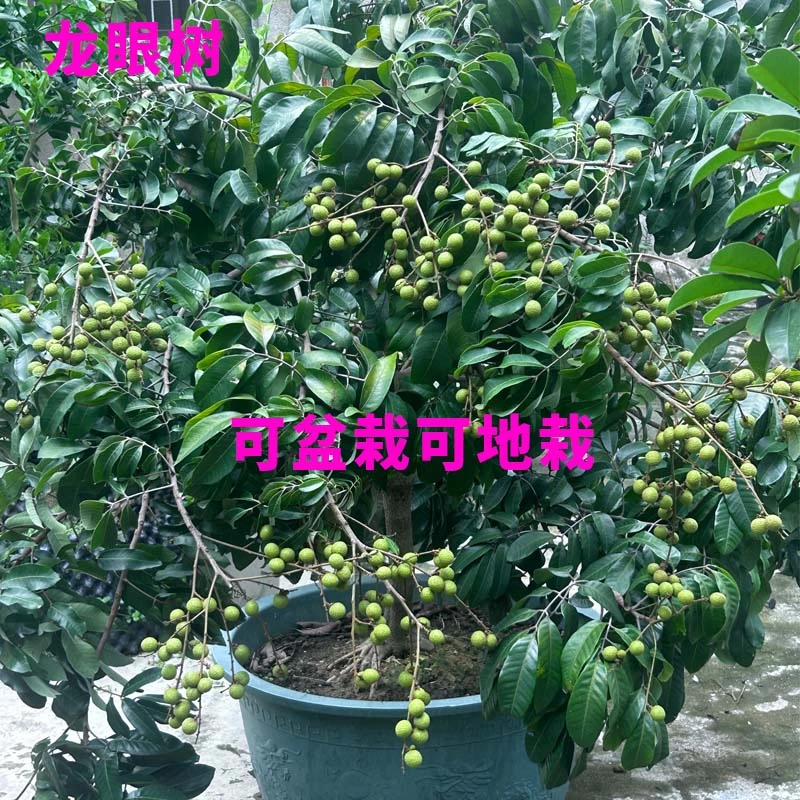 【盆栽果树爱好者专属】同款龙眼树苗石硖龙眼嫁接树苗可盆栽地栽