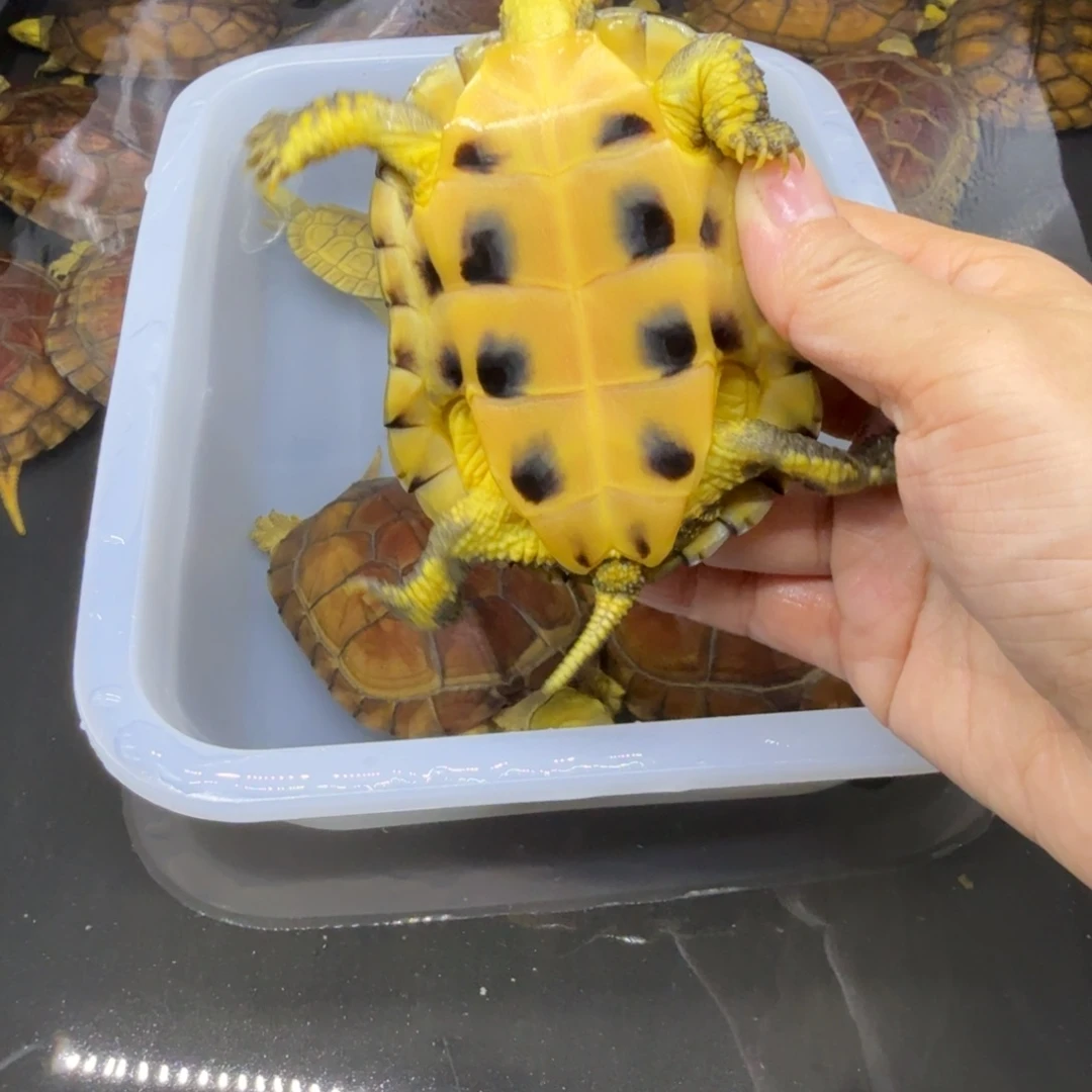 2***9公母搭配宠物龟背甲9.1