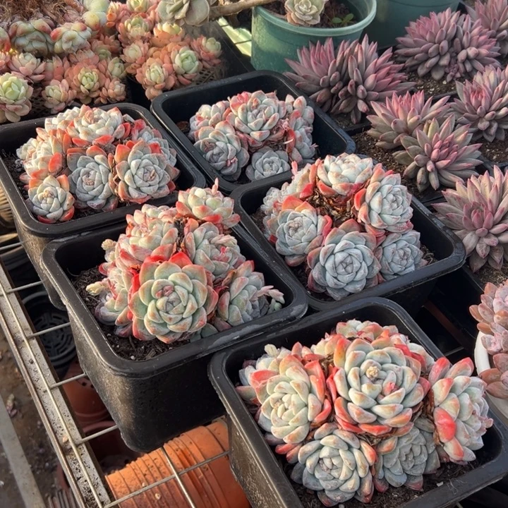 精品多肉植物老桩冰玉掐心群