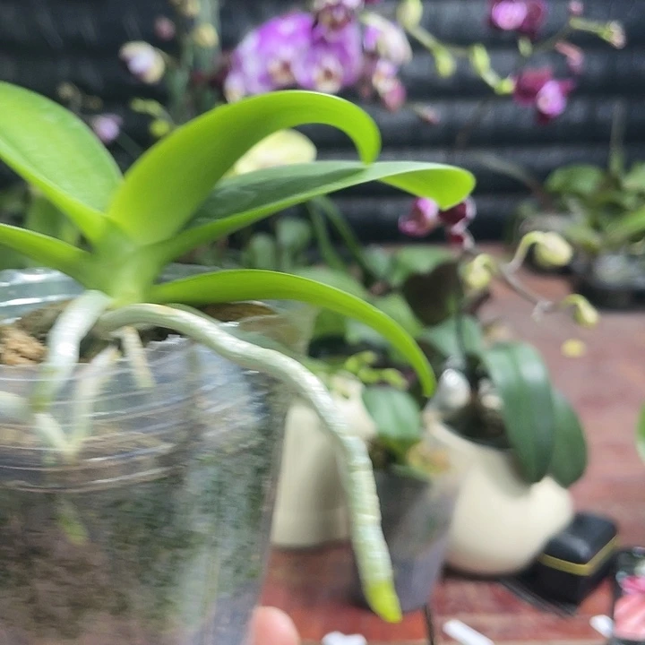 半***妆当前无花栽培后可以开花黑莓