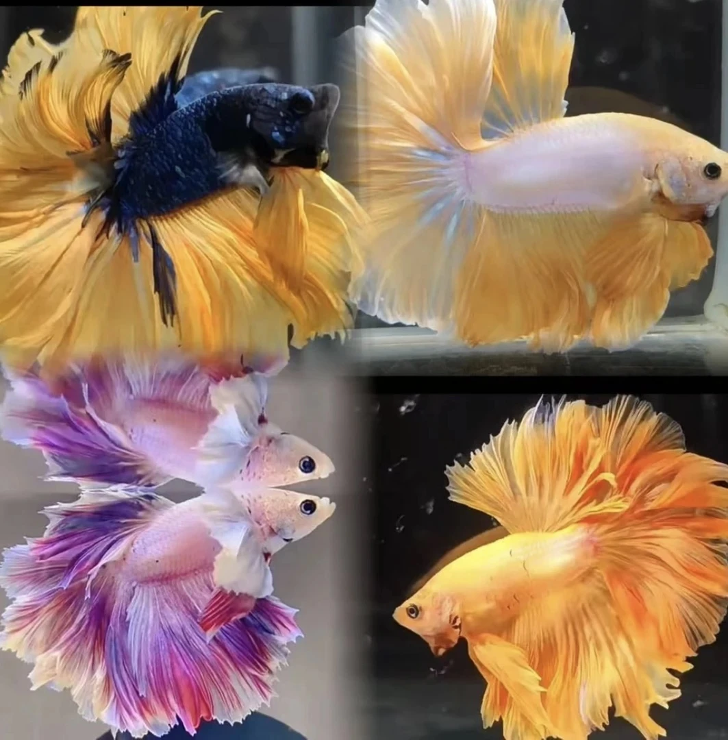 小型热带观赏鱼斗鱼好养耐活自来水可养的纯白婚纱宠物鱼榄仁叶