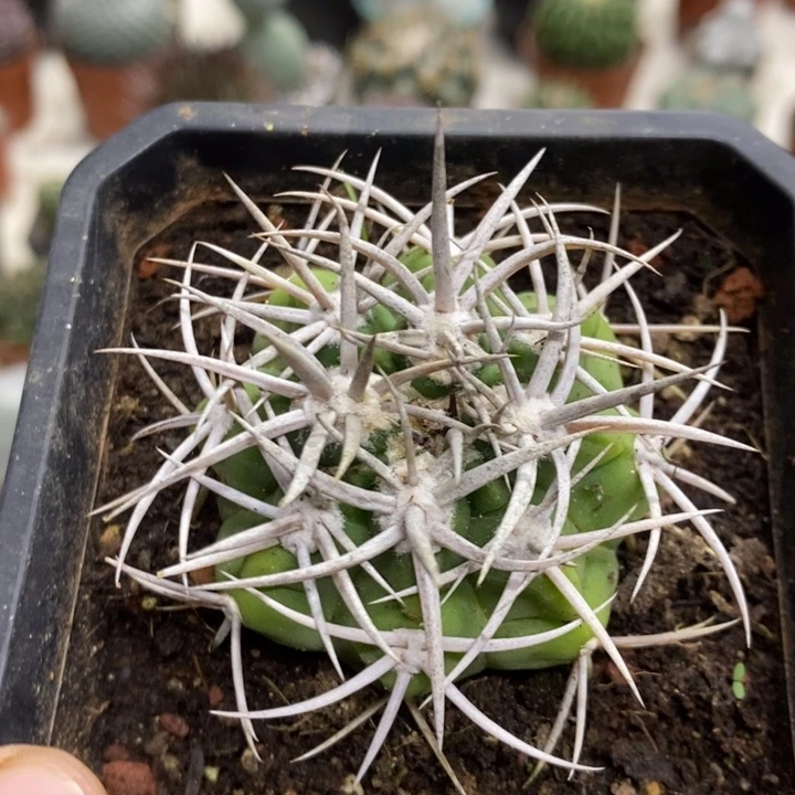 碧岩玉特价福利包邮