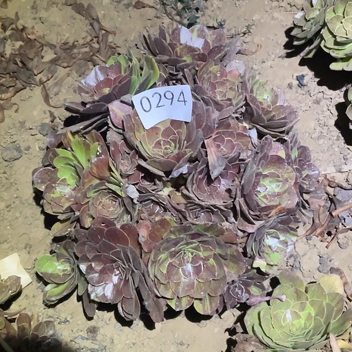 多肉植物法师294花月夜