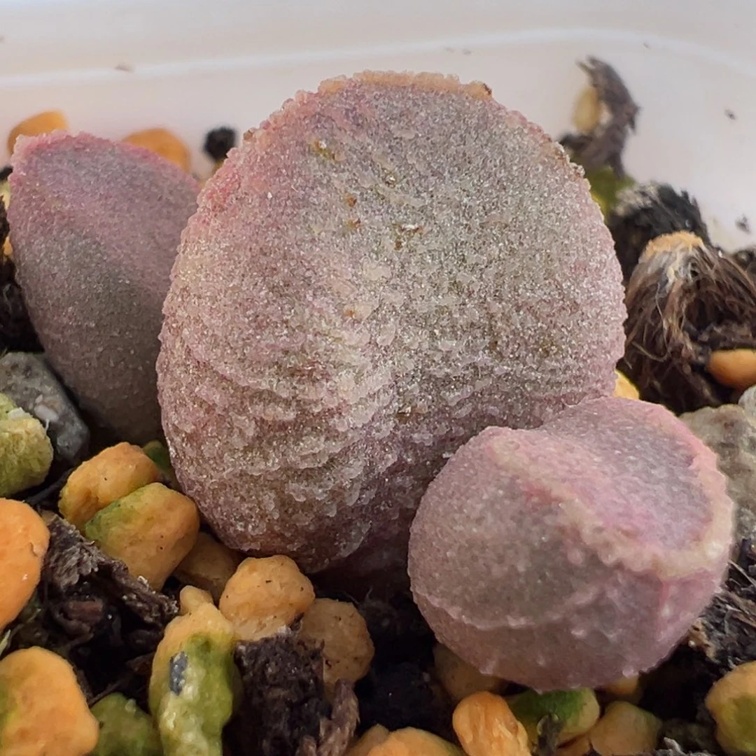 粉色桃子实生新品多肉植物