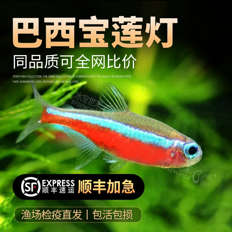 宝莲灯鱼淡水鱼热带鱼小型灯科鱼活体观赏鱼
