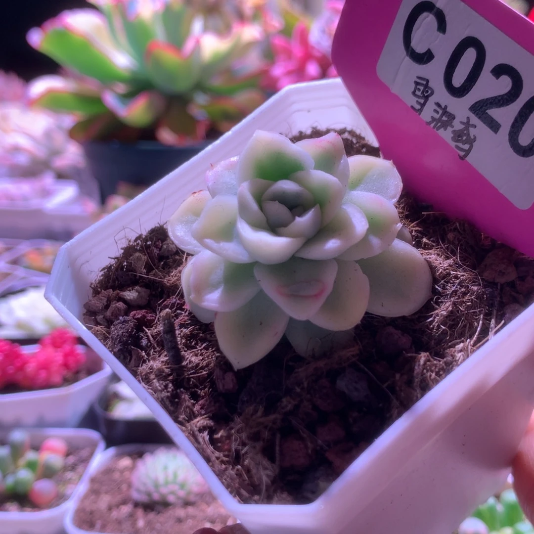 雪鸢覆轮锦有根有