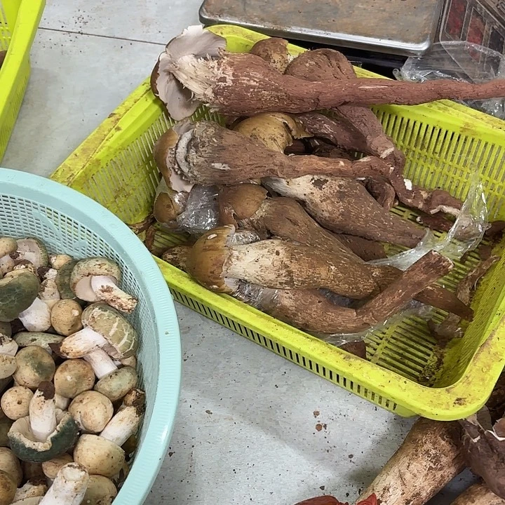 一***林南华……………………………………中国大陆