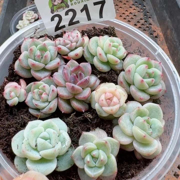 多肉植物多肉植物