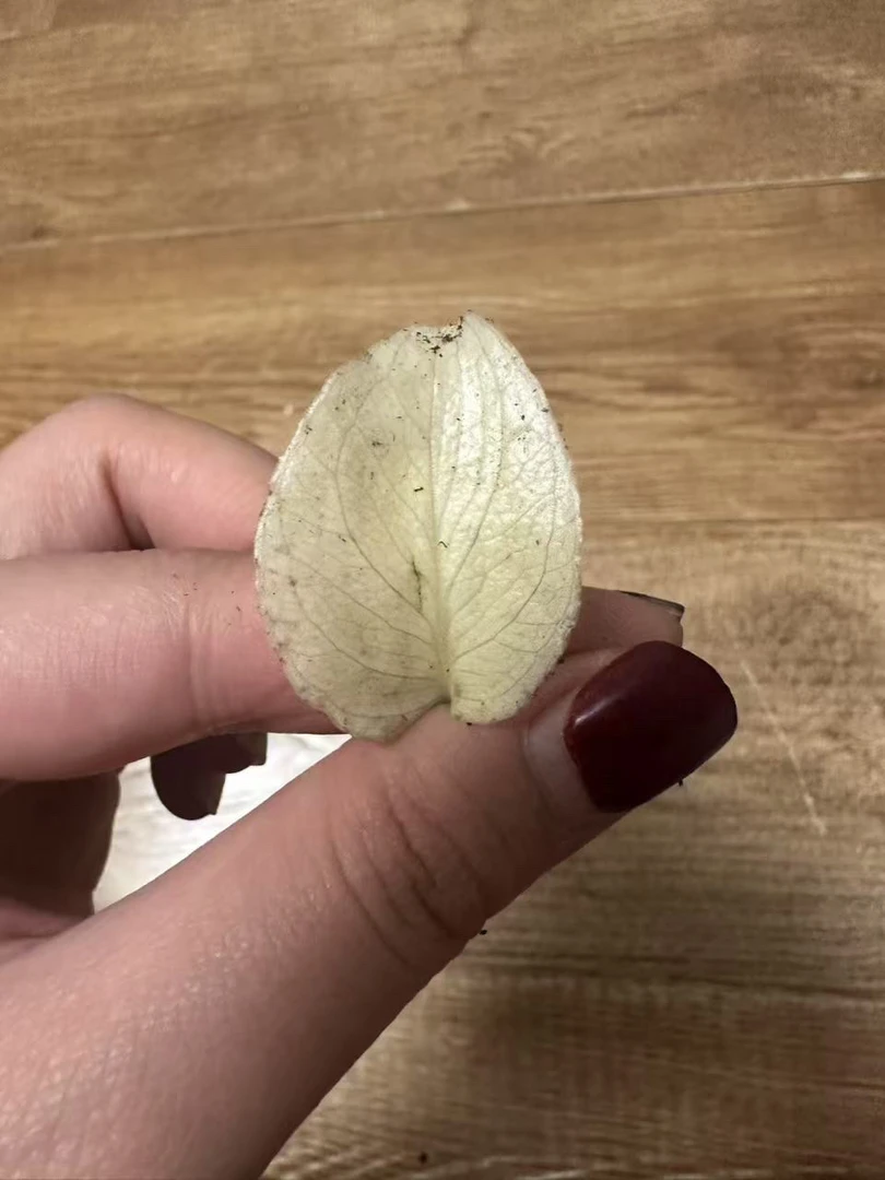 龟背竹特殊个体小苗二号专拍
