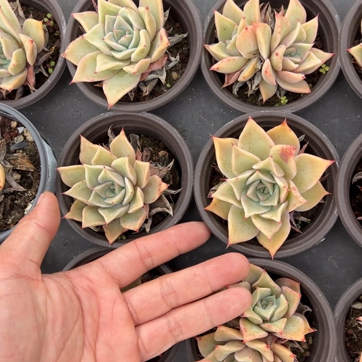 饺子皮单双混一颗量拍多肉满20包邮初7发