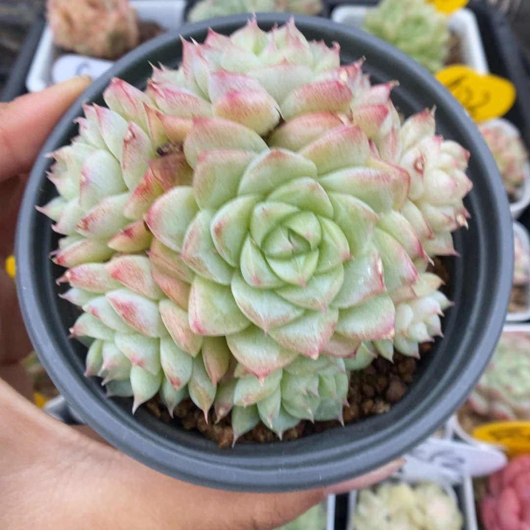 女王玫瑰365号。