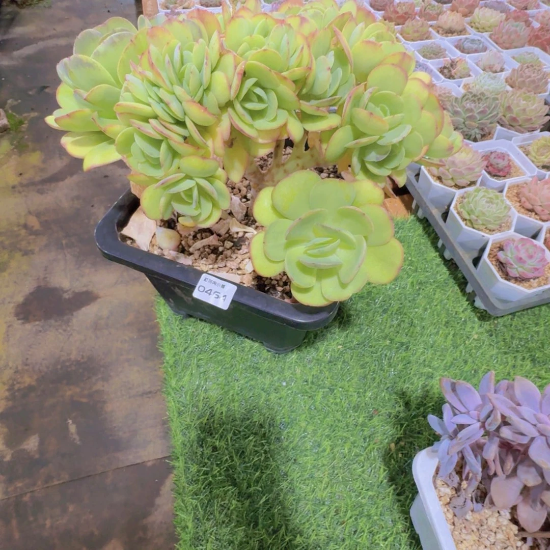 多肉植物碧桃缀0464