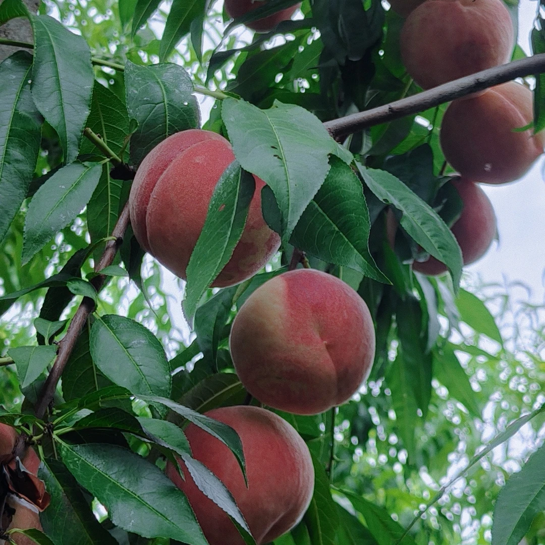 苏玉4号  单芽苗七月底八月初成熟 12月份发苗