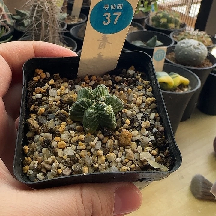 自根带崽五星2.7cm