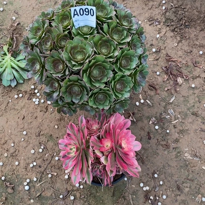 090万圣节多肉植物