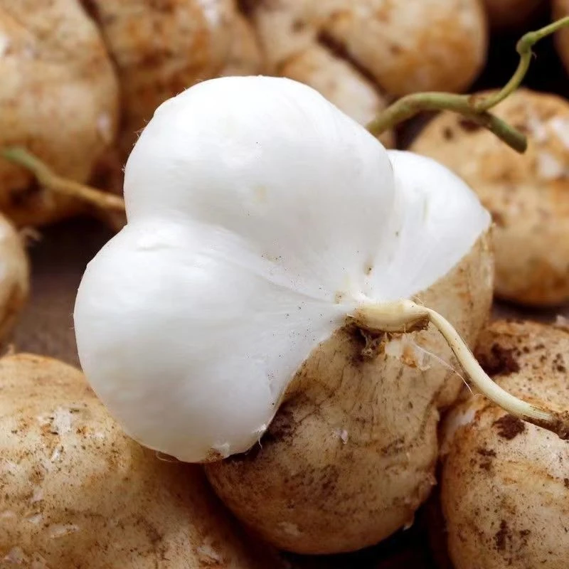 新鲜贵州地萝卜/凉薯/白地瓜/皮薄肉厚脆甜多汁水分足