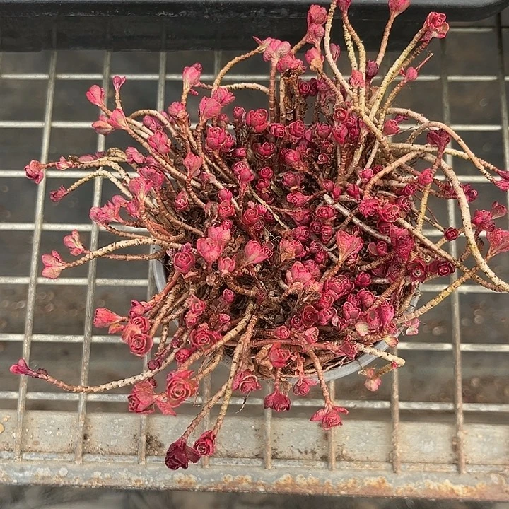 我也不知道我为什么要