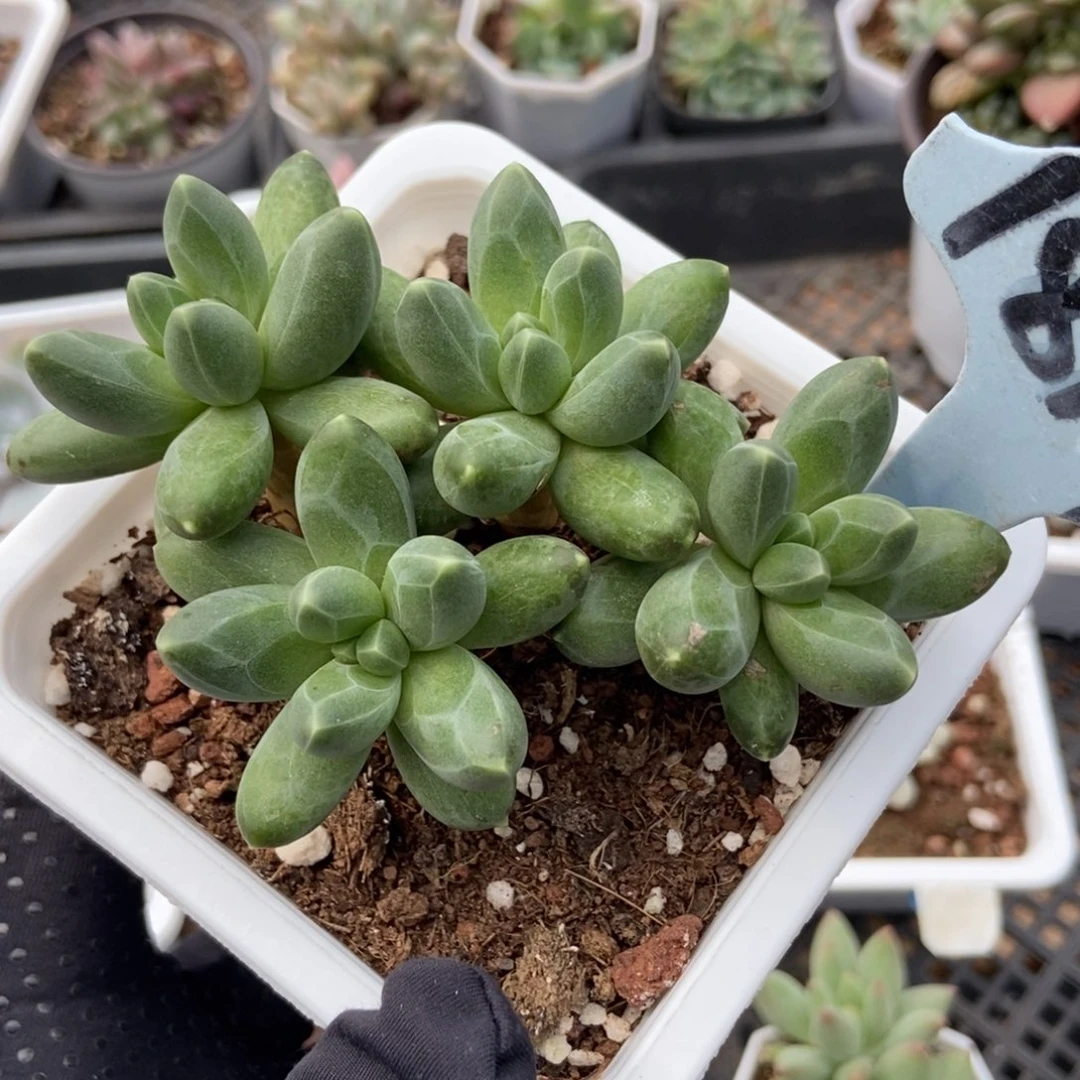 1819千代田多肉植物保护