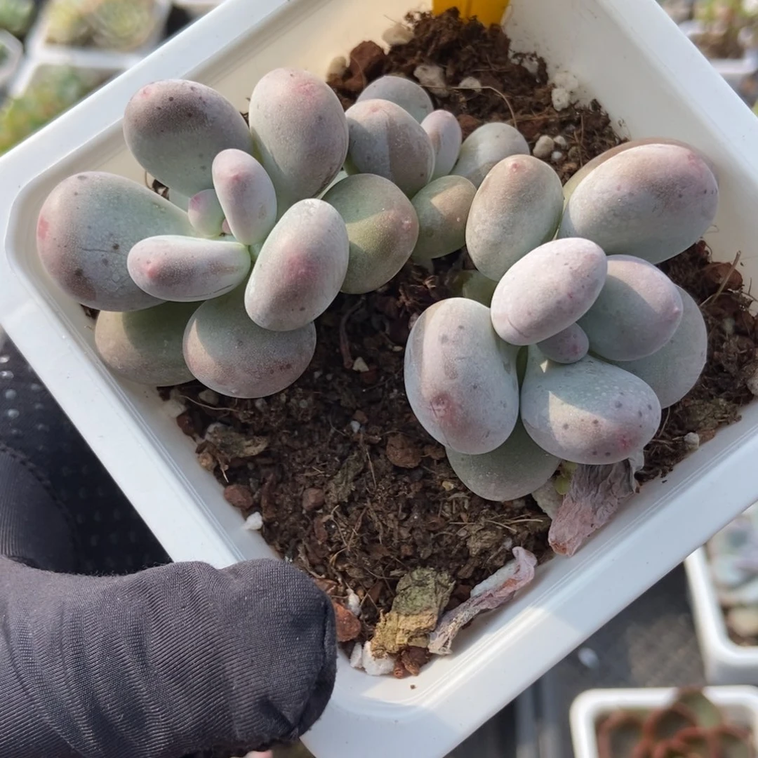 846烟美人多肉植物