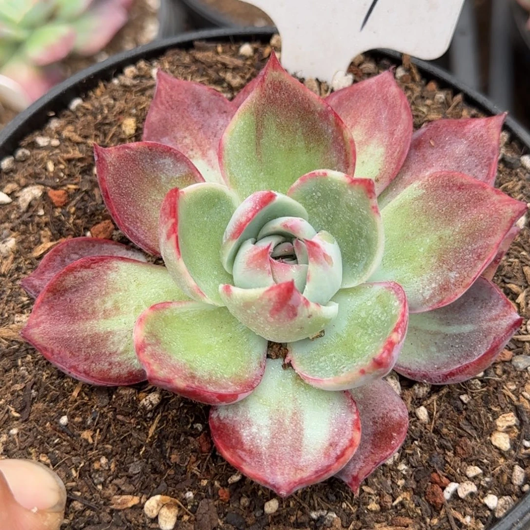 惊鸿一物一拍包装收缩花旱207