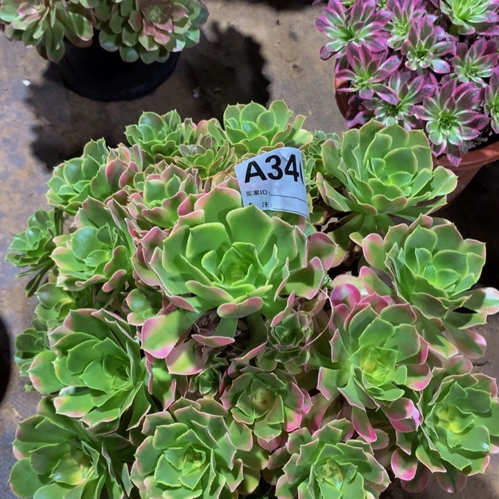 半***过无花朵香妃3460000000