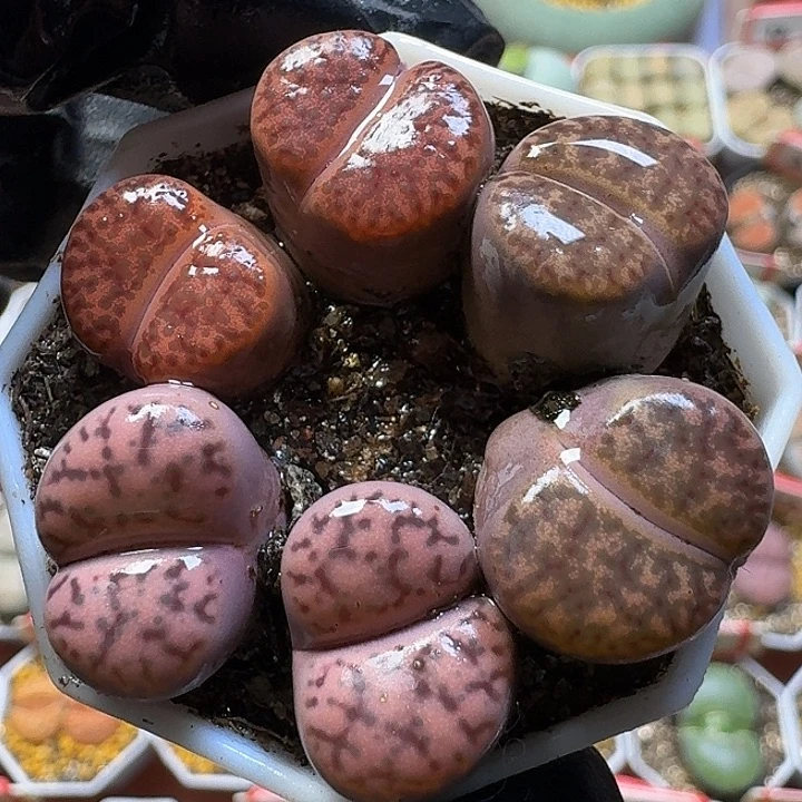 生石花11112122。   175