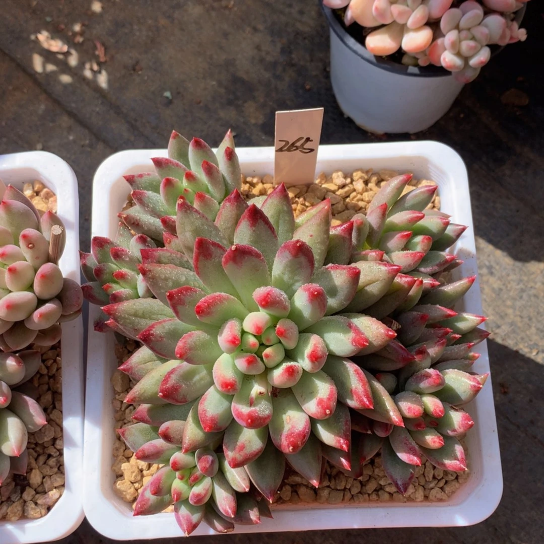 二代虞美人727727272277