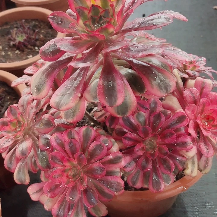 多肉植物初恋0953