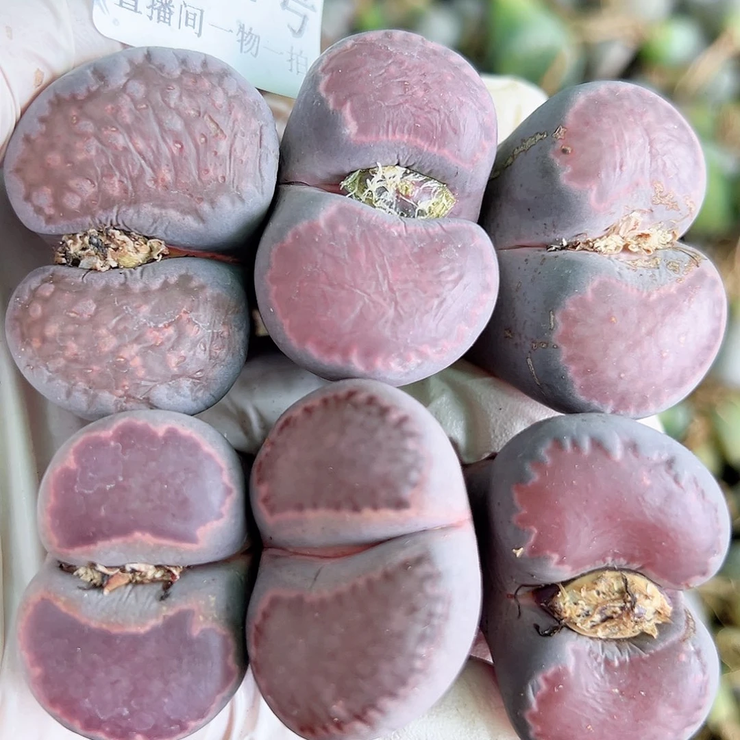 8801 好养易活生石花大母本6个超大腿超长特价