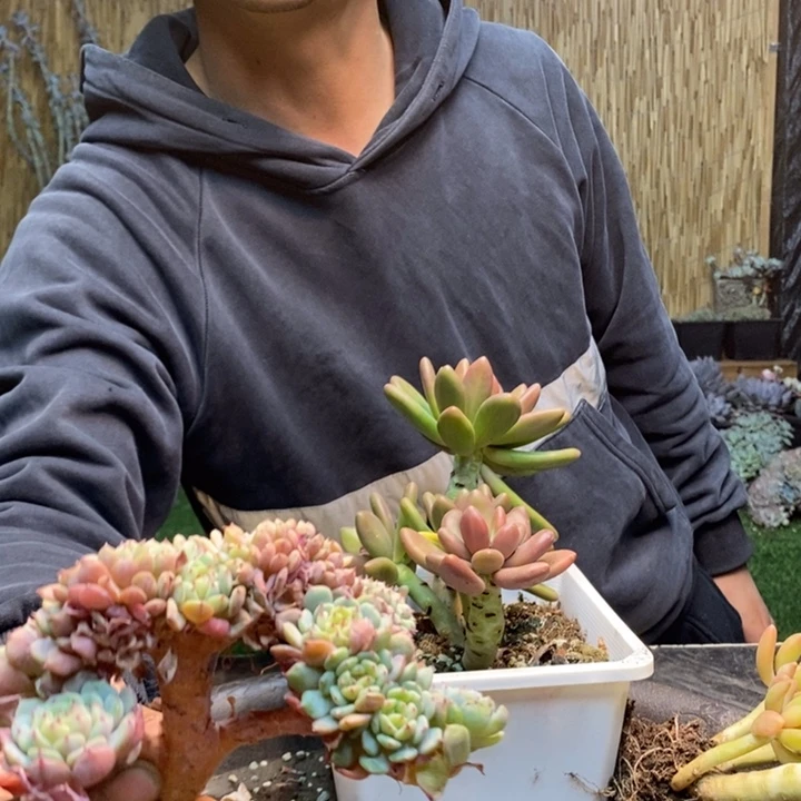 灵***熙57号白胖子多肉植物