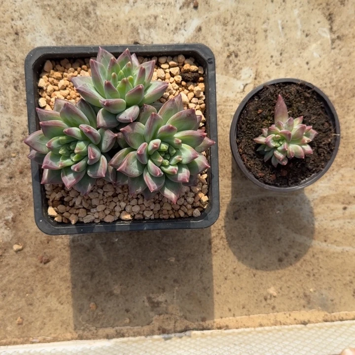 美人杂交 一物一拍