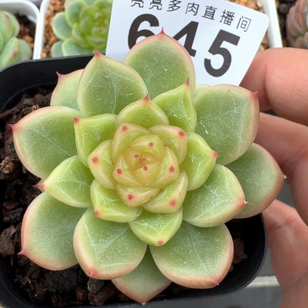 天空之城珍妮            精美多肉植物