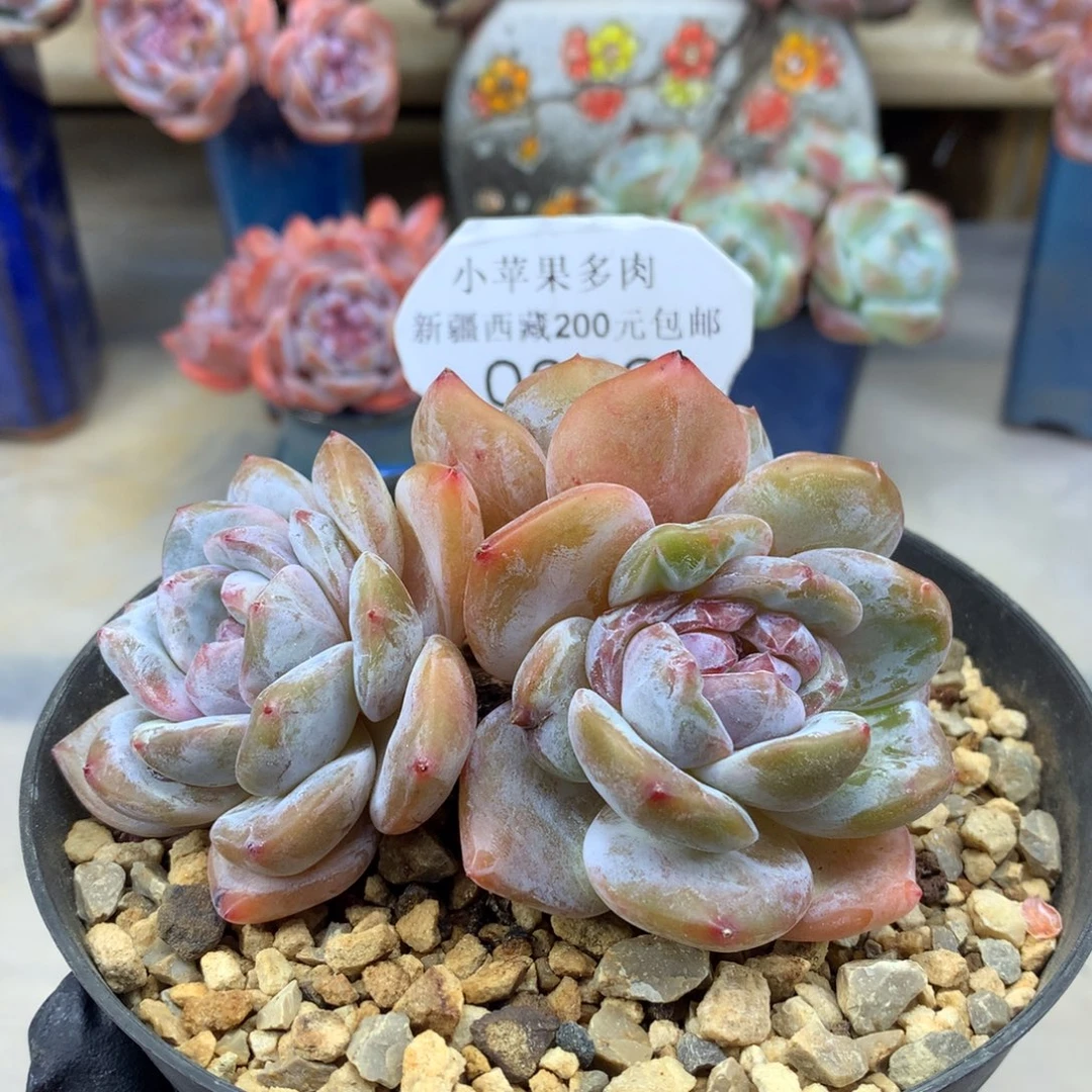 绿底紫心066/9cm3头