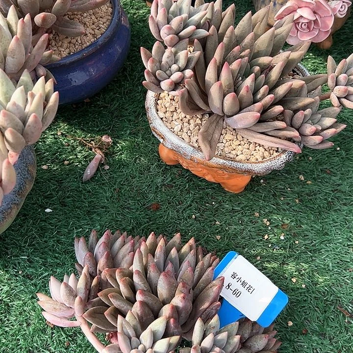 8.60红蜻蜓一个脱土