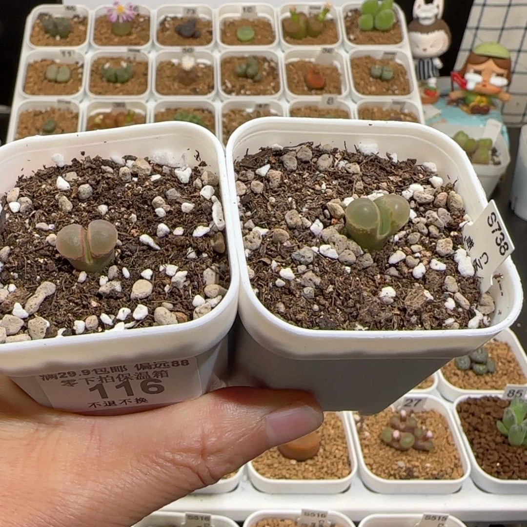 小***子肉锥多肉植物组合-pa212、116