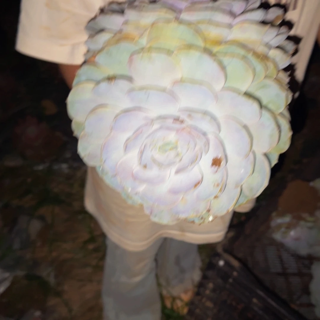焦***丁菲欧娜 一颗 不包损51号