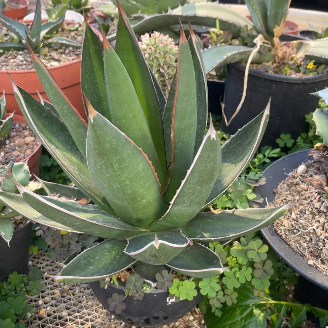 无花朵青皮帝释天