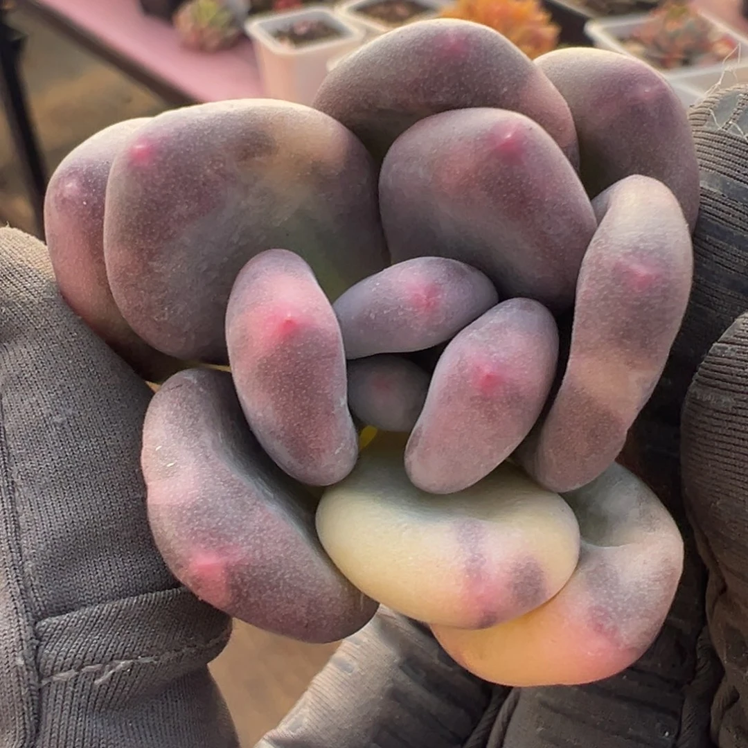 奶酪锦紫皮拉丝锦砍头无根