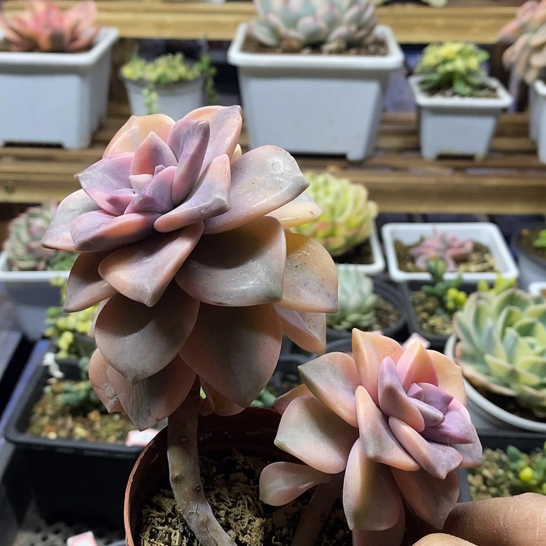 1618 老桩紫乐锦