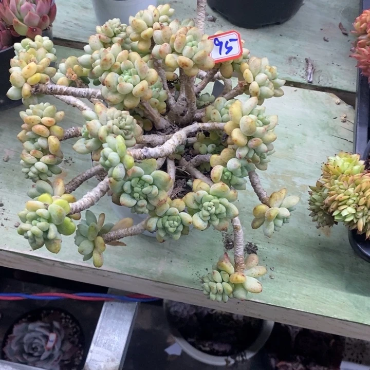 锦**?一一拍多肉林之恋95